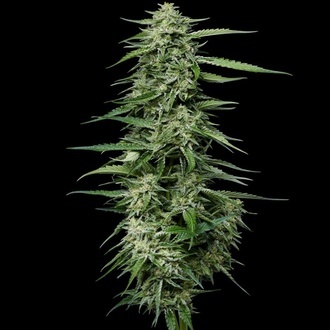 Blueberry Honey (Humboldt Seed Company) Feminiserede