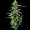 Blueberry Honey (Humboldt Seed Company) Feminiserede