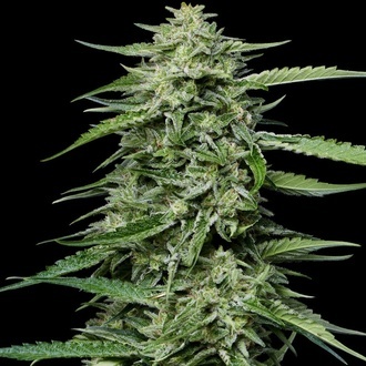 Blueberry Honey (Humboldt Seed Company) Feminiserede