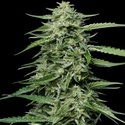 Blueberry Honey (Humboldt Seed Company) Feminiserede