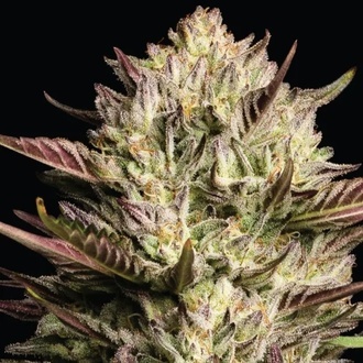 California Octane Triploid (Humboldt Seed Company) Feminiserede