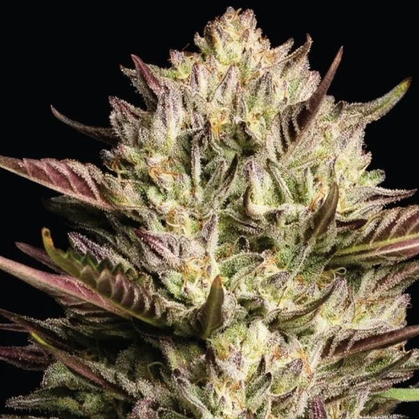 California Octane Triploid (Humboldt Seed Company) Feminiserede