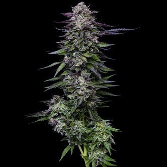 Candy Hustle (Humboldt Seed Company) feminiserede cannabisfr&oslash;