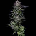 Candy Hustle (Humboldt Seed Company) Feminiserede