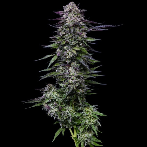 Candy Hustle (Humboldt Seed Company) Feminiserede