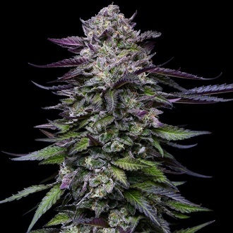 Candy Hustle (Humboldt Seed Company) Feminiserede