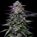 Candy Hustle (Humboldt Seed Company) Feminiserede