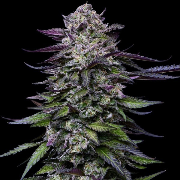 Candy Hustle (Humboldt Seed Company) Feminiserede