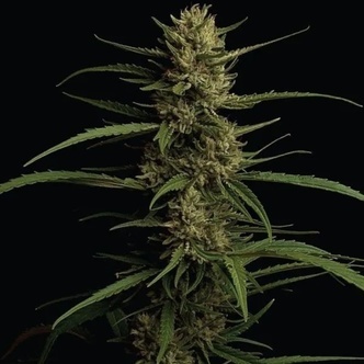 Caribbean Queen (Humboldt Seed Company) feminiserede cannabisfr&oslash;