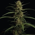 Caribbean Queen (Humboldt Seed Company) Feminiserede