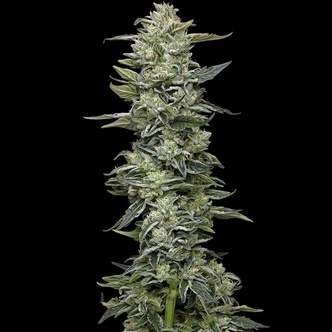 Honey Bear (Humboldt Seed Company) feminiserede