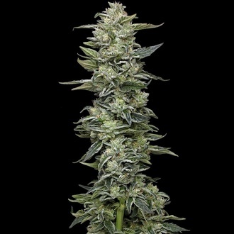 Honey Bear (Humboldt Seed Company) Feminiserede