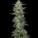 Honey Bear (Humboldt Seed Company) Feminiserede