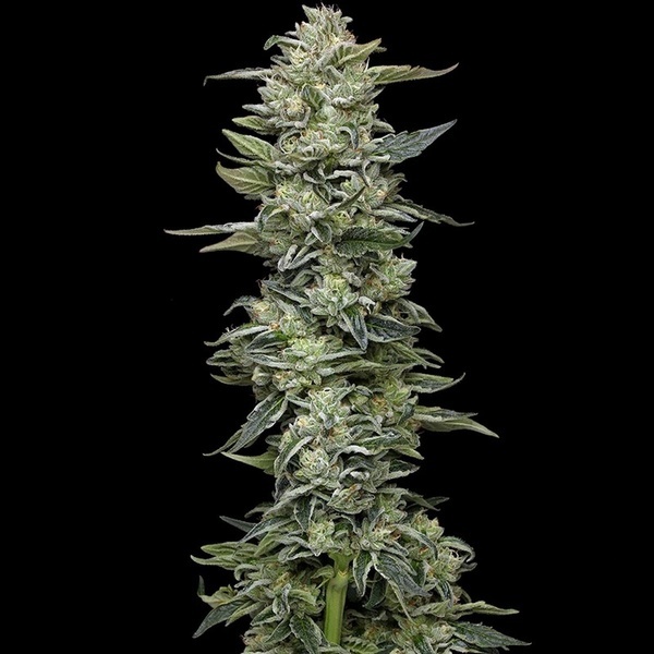 Honey Bear (Humboldt Seed Company) Feminiserede