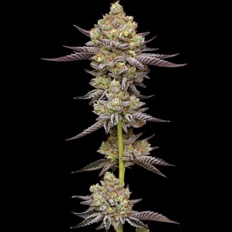 Hyper Za (Humboldt Seed Company) feminiserede cannabisfr&oslash;