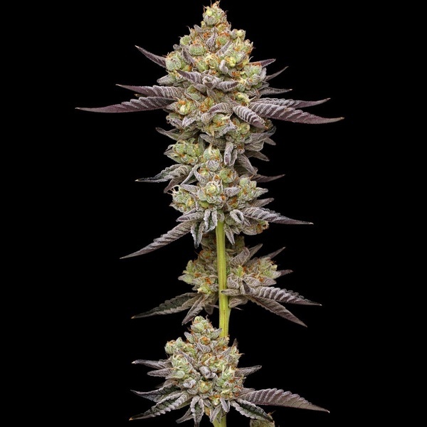 Hyper Za (Humboldt Seed Company) Feminiserede