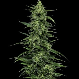 Limez (Humboldt Seed Company) Feminiserede