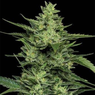 Limez (Humboldt Seed Company) Feminiserede