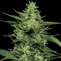Limez (Humboldt Seed Company) Feminiserede