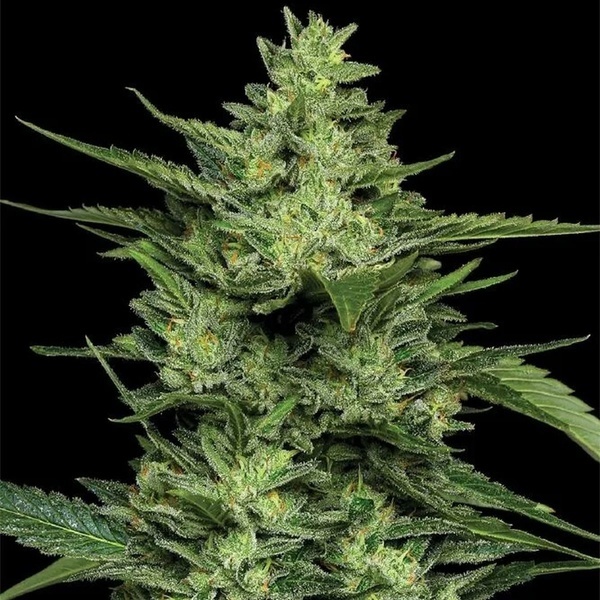 Limez (Humboldt Seed Company) Feminiserede