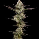 Puff Pastry (Humboldt Seed Company) Feminiserede