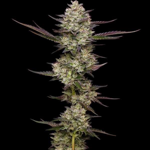 Puff Pastry (Humboldt Seed Company) Feminiserede