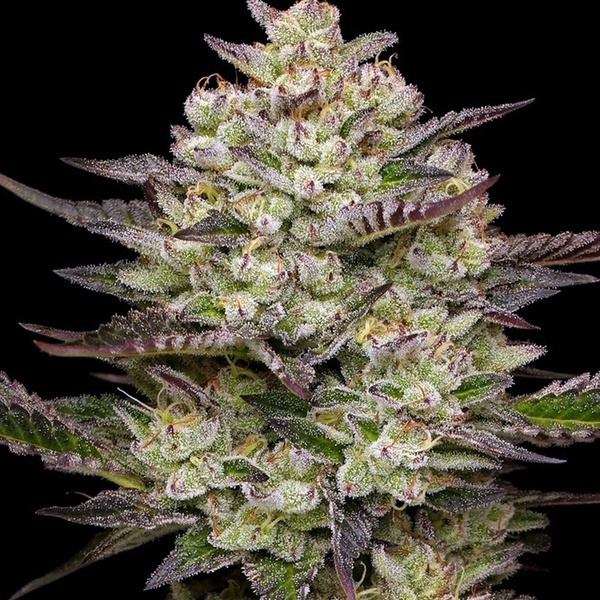 Puff Pastry (Humboldt Seed Company) Feminiserede