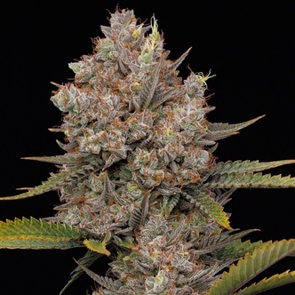 Hella Jelly Autoflower (Humboldt Seed Company) feminiserede cannabisfr&oslash;