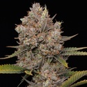 Hella Jelly Autoflower (Humboldt Seed Company) Feminiserede