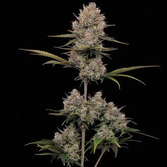 Hella Jelly Autoflower (Humboldt Seed Company) Feminiserede