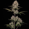 Hella Jelly Autoflower (Humboldt Seed Company) Feminiserede