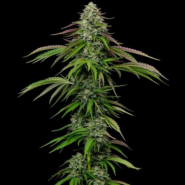 Garlic Budder Autoflower (Humboldt Seed Company) Feminiseret