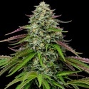 Garlic Budder Autoflower (Humboldt Seed Company) Feminiseret