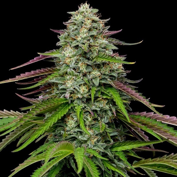 Garlic Budder Autoflower (Humboldt Seed Company) Feminiseret