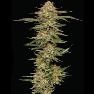 Orange Creampop (Humboldt Seed Company) Feminiseret