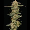 Orange Creampop (Humboldt Seed Company) Feminiseret