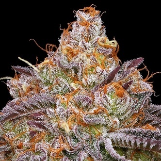 Granny Candy (Humboldt Seed Company) feminiserede cannabisfr&oslash;