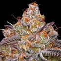 Granny Candy (Humboldt Seed Company) Feminized