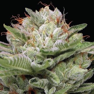Durban Poison Autoflower (Humboldt Seed Company) feminiserede