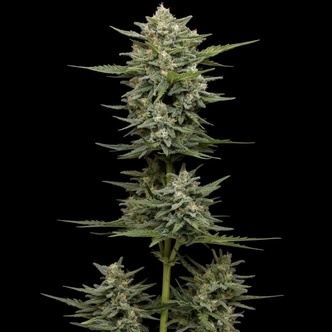 Vanilla Latte Autoflower (Humboldt Seed Company) feminiserede cannabisfr&oslash;