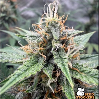 Drizl Pickl Autoflower (Seedstockers) Feminiserede