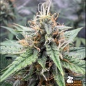 Drizl Pickl Autoflower (Seedstockers) Feminiserede