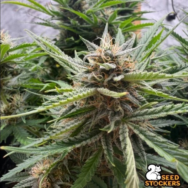 Fishy Zoap Autoflower (Seedstockers) Feminiserede