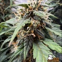 F.U.H (F*cked Up Hippy)© Autoflower (Seedstockers) feminized