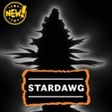 Stardawg Autoflower (Seedstockers) Feminisering