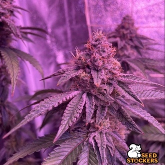 Barcelona Puff (Seedstockers) Feminiserede