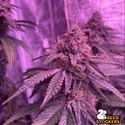 Barcelona Puff (Seedstockers) Feminiserede