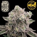 Drizl Pickl (Seedstockers) Feminiserede