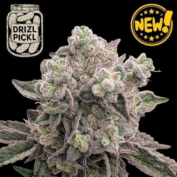 Drizl Pickl (Seedstockers) Feminiserede