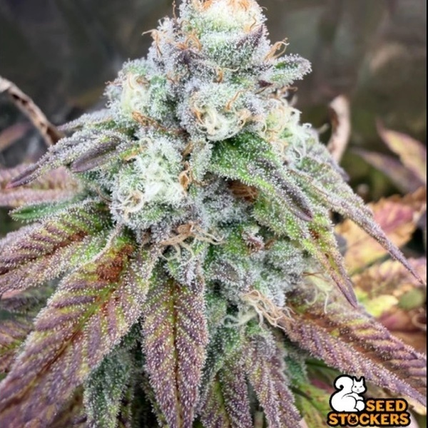Fishy Zoap (Seedstockers) Feminisede